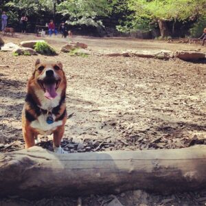Dogs & Wildlife