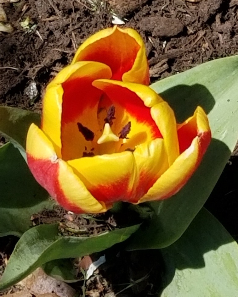 Tulipa 'Dr. Ruth' - triumph tulip