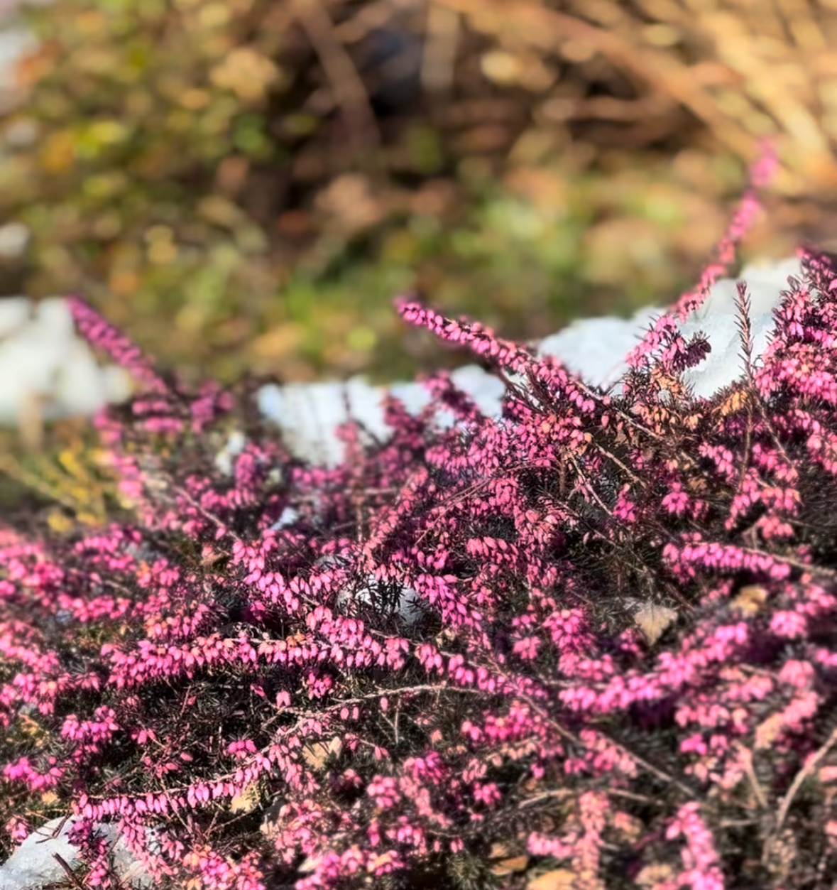 VIDEO: Horticultural Spotlight: Heather