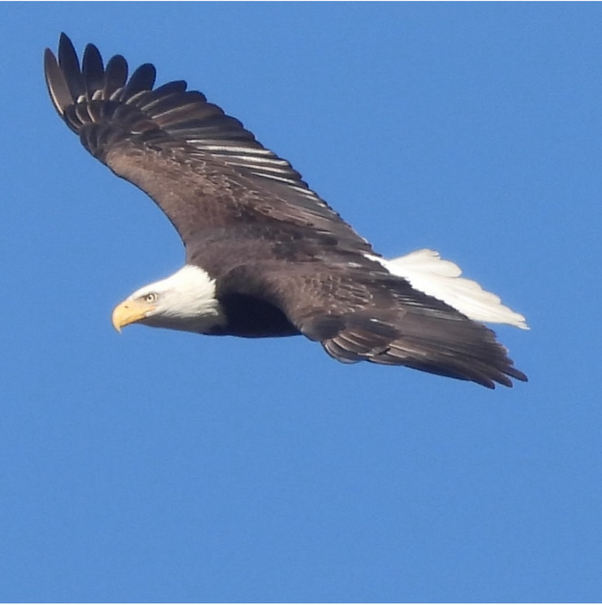 Coming Up: Guided Birding Tour Round 2 Welcoming Spring to Fort Tryon!