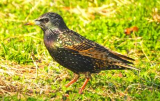An Afternoon of Birds & Beauty: Guided Birding Walk Recap