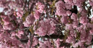 Spring Is in Full Bloom at Fort Tryon Park!