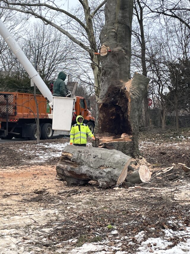 NEWS: Excavation Reveals Severe Decay in Historic American Beech at Cafe Lawn